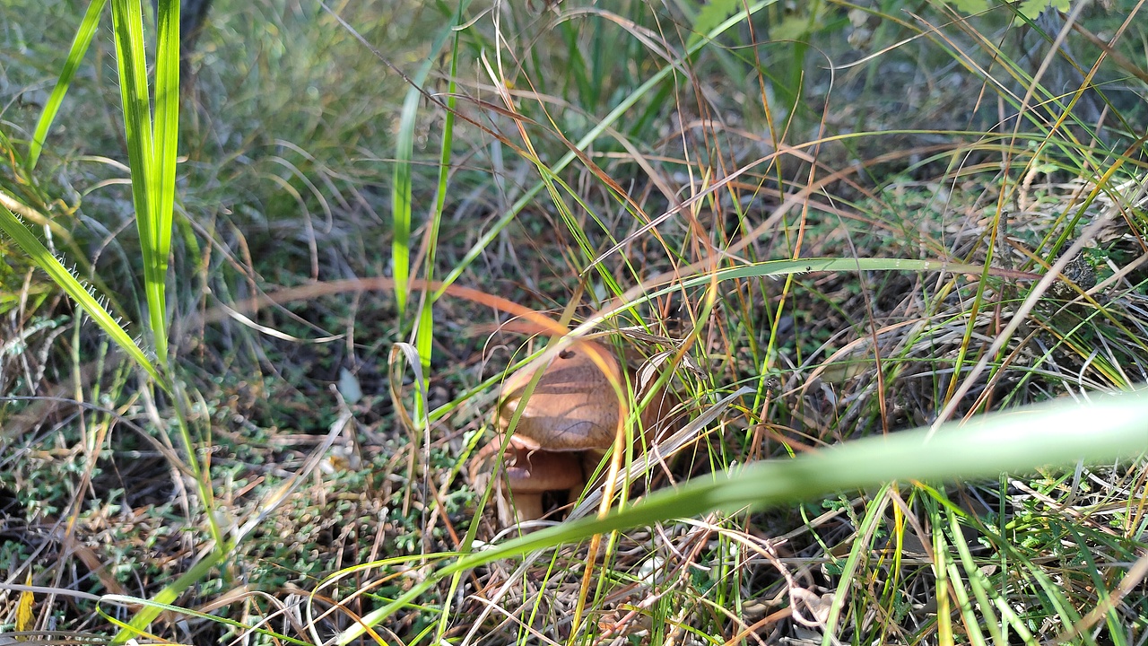 2020.10.04深山一拍