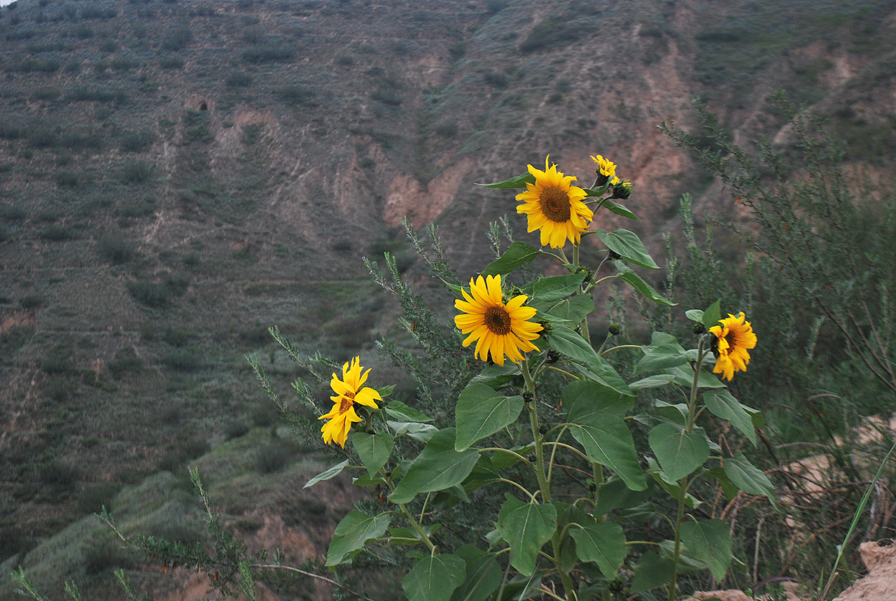 故乡的原野（图ZMjg2NjQxODA=） - 风光摄影 - 站酷设计师东邪西毒原创素材 - 站酷ZCOOL