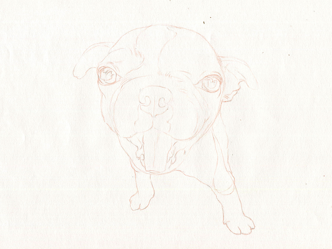 彩铅狗狗——波士顿梗犬（图ZMzU5NDk1NDg=） - 绘画 - 站酷设计师箐莜菲菲原创素材 - 站酷ZCOOL