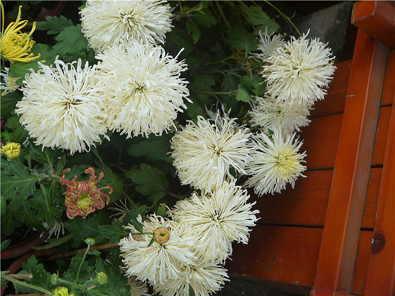 菊花（图ZMjE3MjAxMzI=） - 产品摄影 - 站酷设计师hkljb原创素材 - 站酷ZCOOL