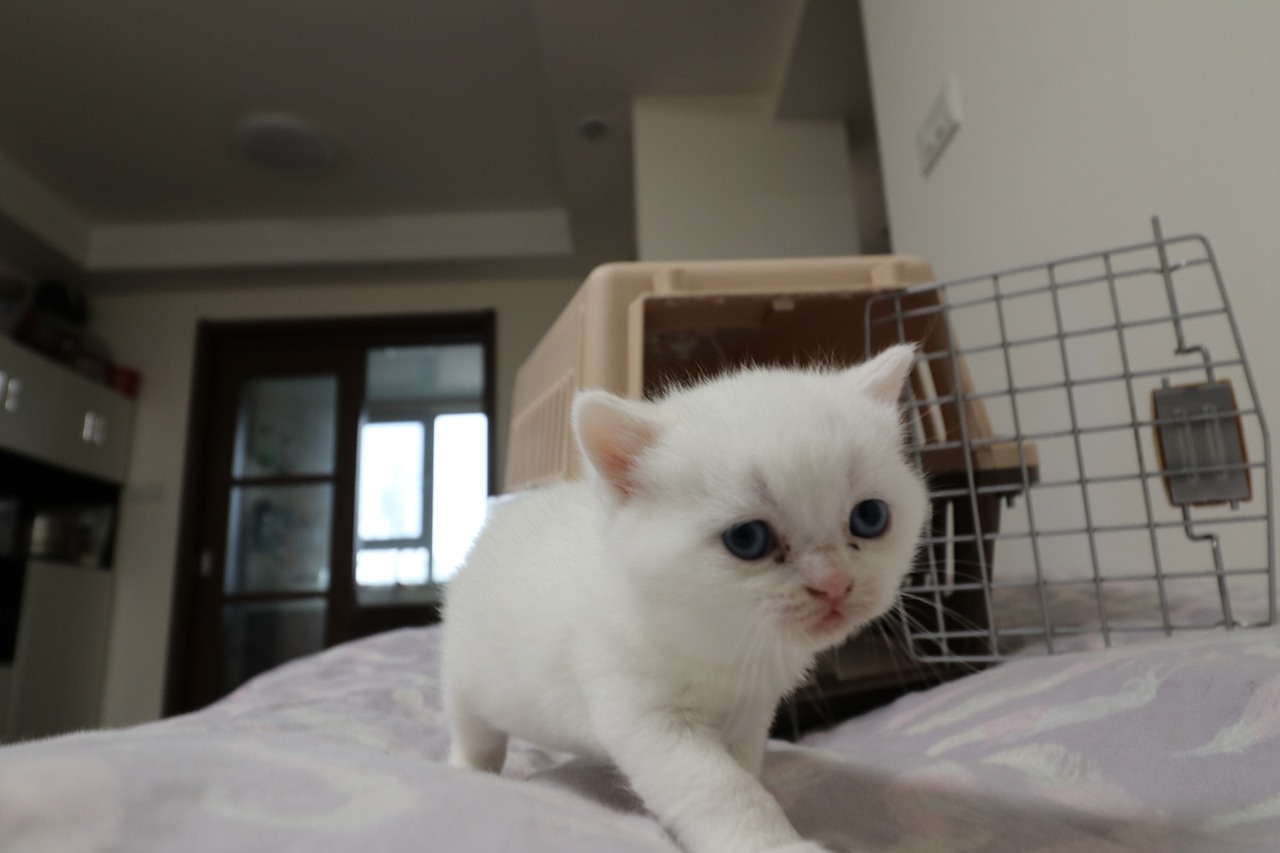 猫 161-英短-纯白-母-五粉-头无灰色毛-23-405g（图ZMjA4NjA3MDg4） - 宠物摄影 - 站酷设计师沐米猫舍原创素材 - 站酷ZCOOL