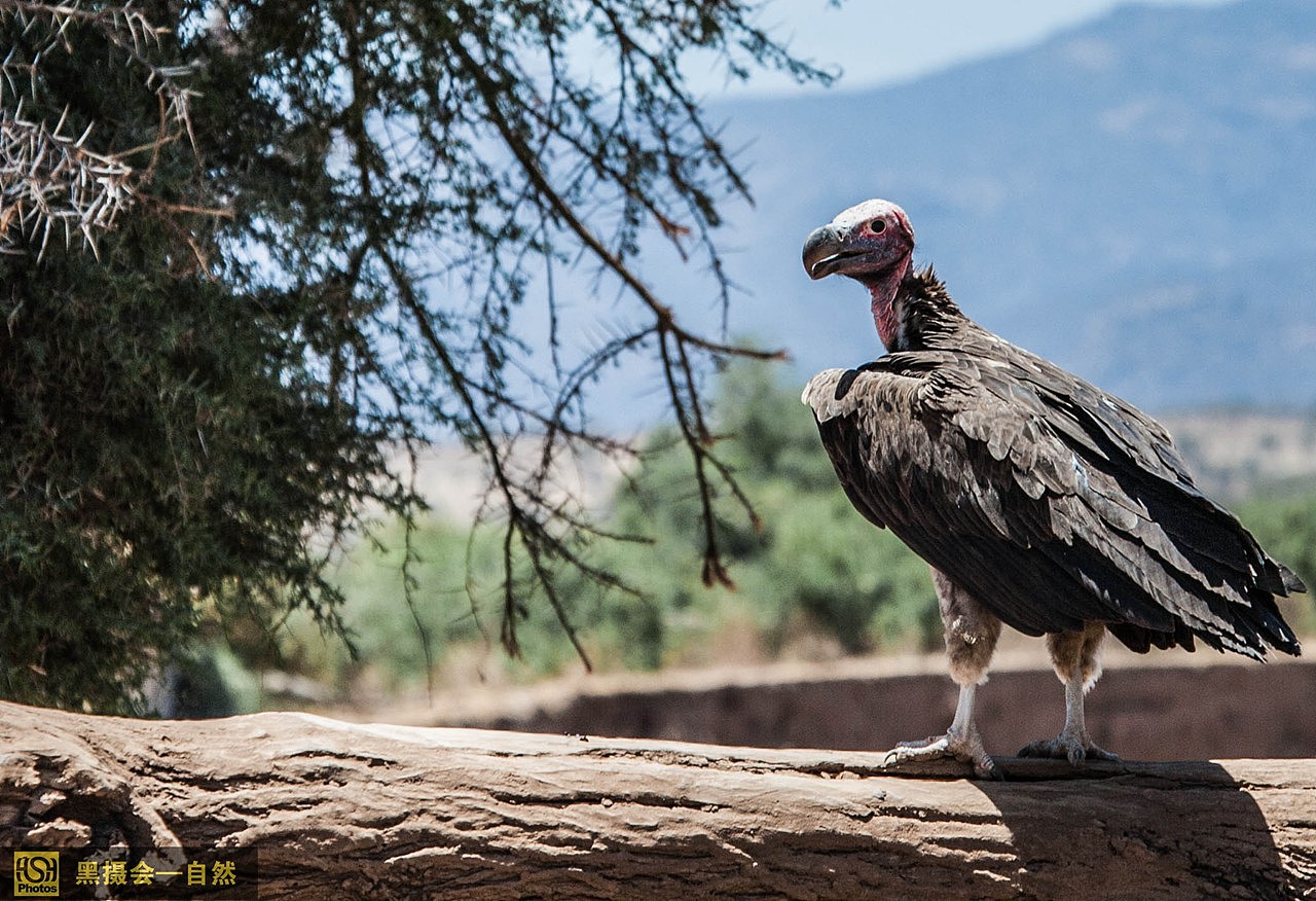 这就是肉垂秃鹫,它是生活在非洲荒漠草原上的一种数量非常多的大型旧大陆鹫,它体长约1米,展翼可达2.7米,它因裸露的头部两侧悬垂着粉色肉垂而得名。