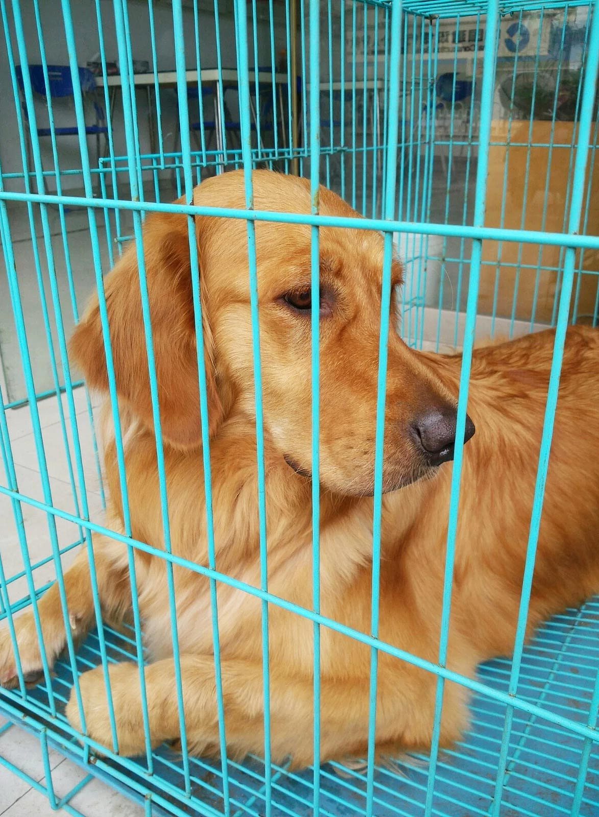 毛毛的成长史（图ZMTA1MDk1Mjk2） - 宠物摄影 - 站酷设计师小惗原创素材 - 站酷ZCOOL
