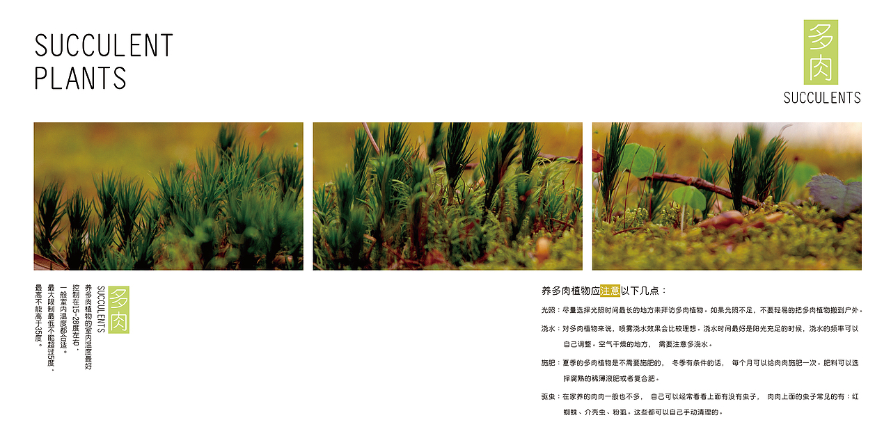 多肉植物画册