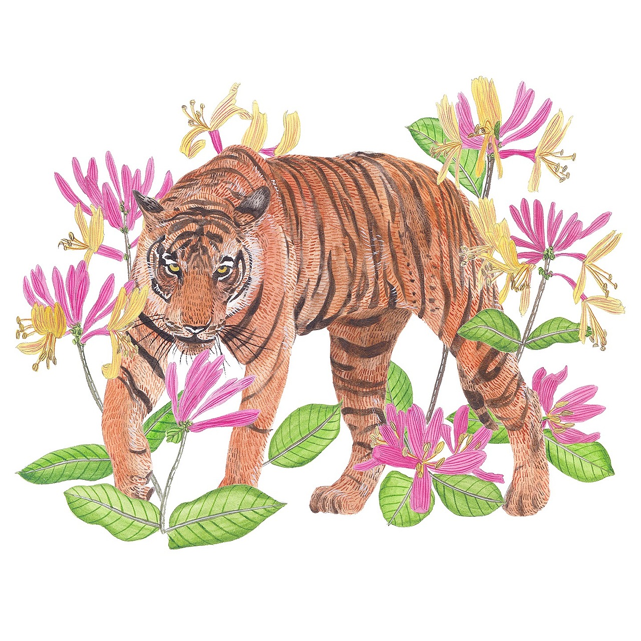 Tiger & Honeysuckle