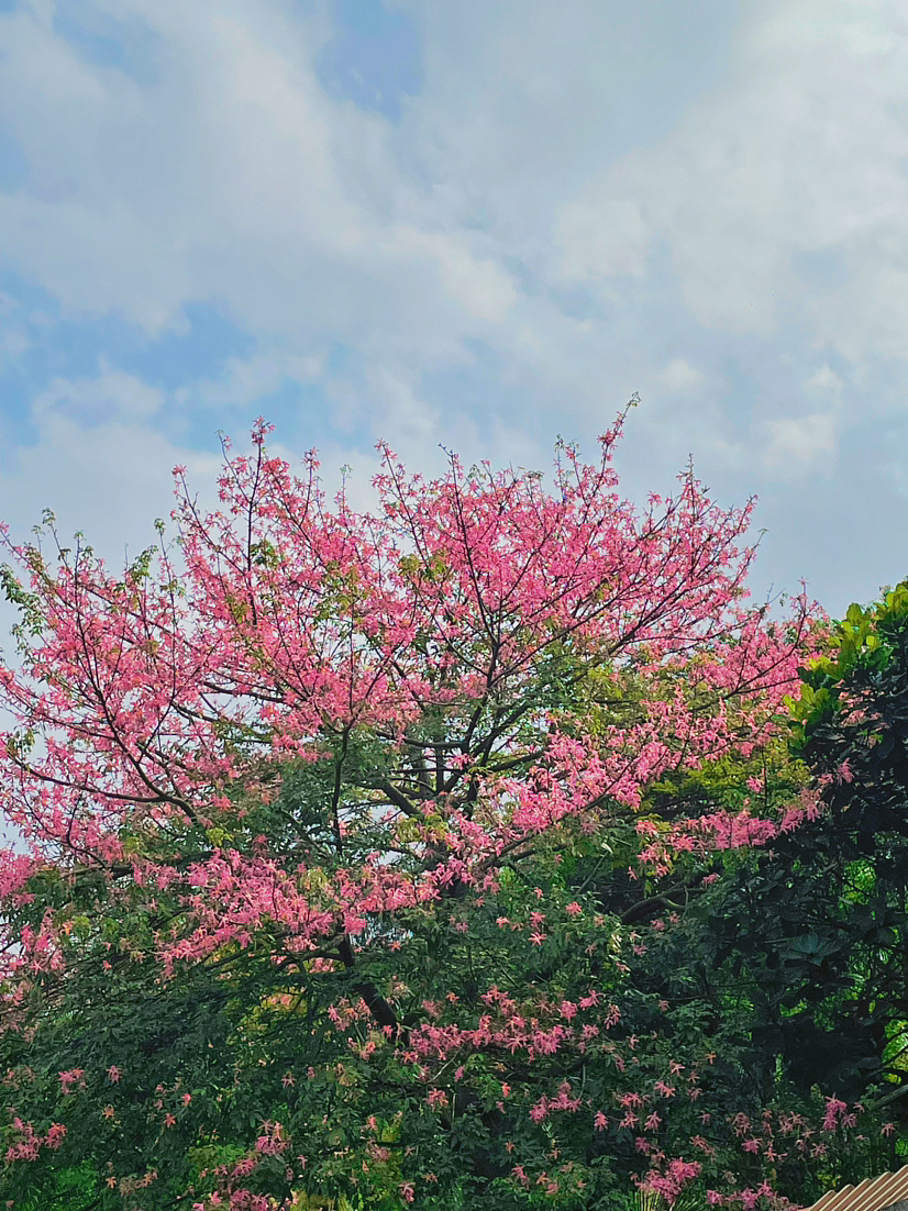 南方11月的尾巴