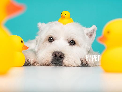 HJ PET | 萌宠小黄鸭主题写真