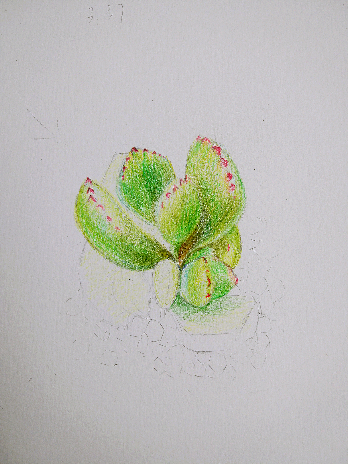 彩铅多肉熊童子