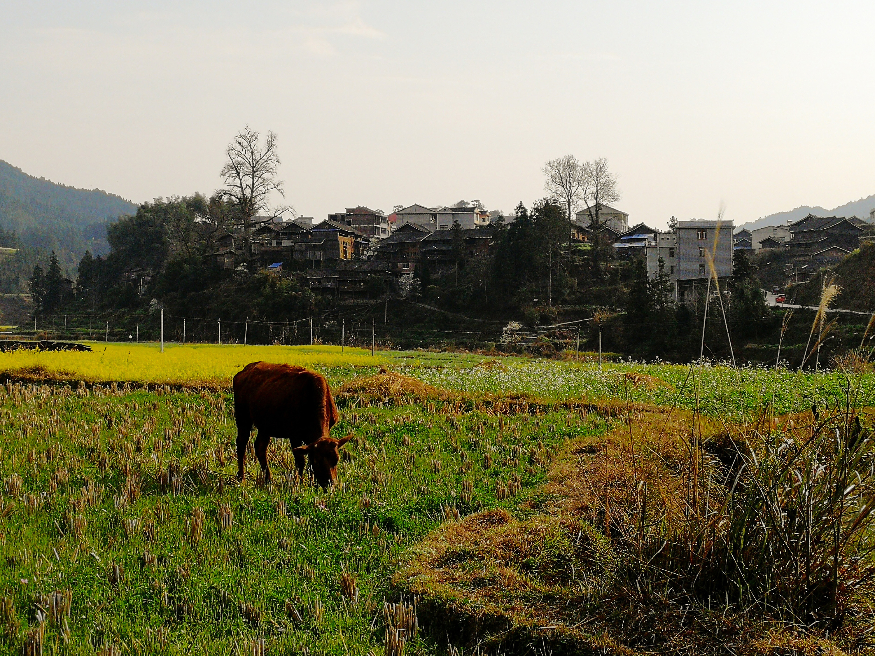 农村风景摄影作品图片