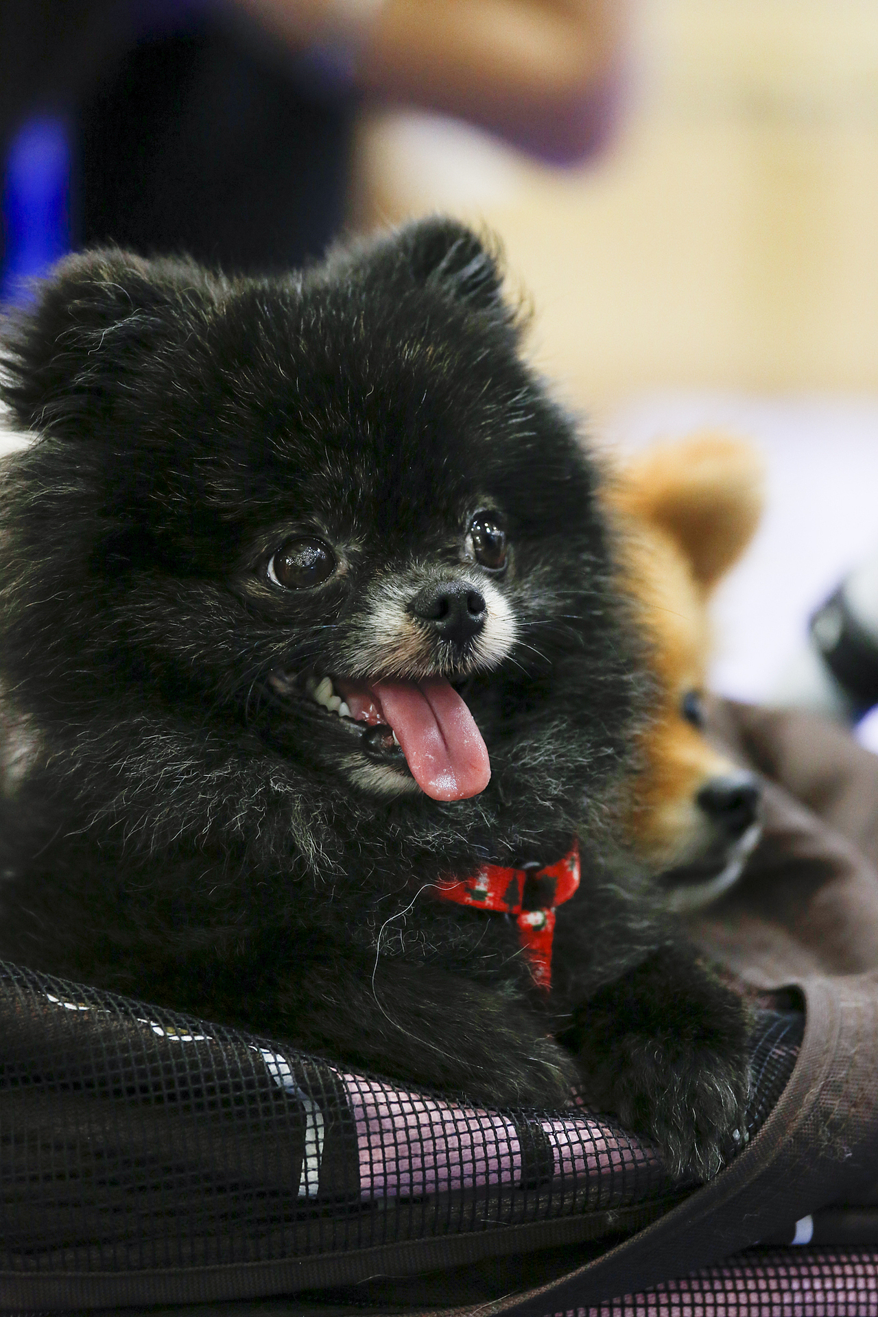 2019年5月广州琶洲华南宠物用品展