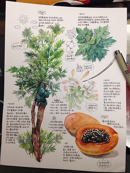 花的情怀（图ZMTQwNzM0MzI=） - 艺术插画 - 站酷设计师金鱼酱JINYU原创素材 - 站酷ZCOOL