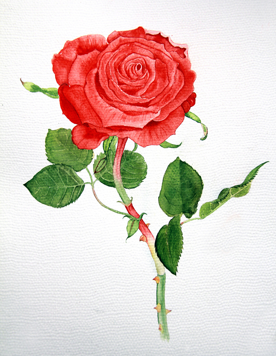 一些水彩花卉练习