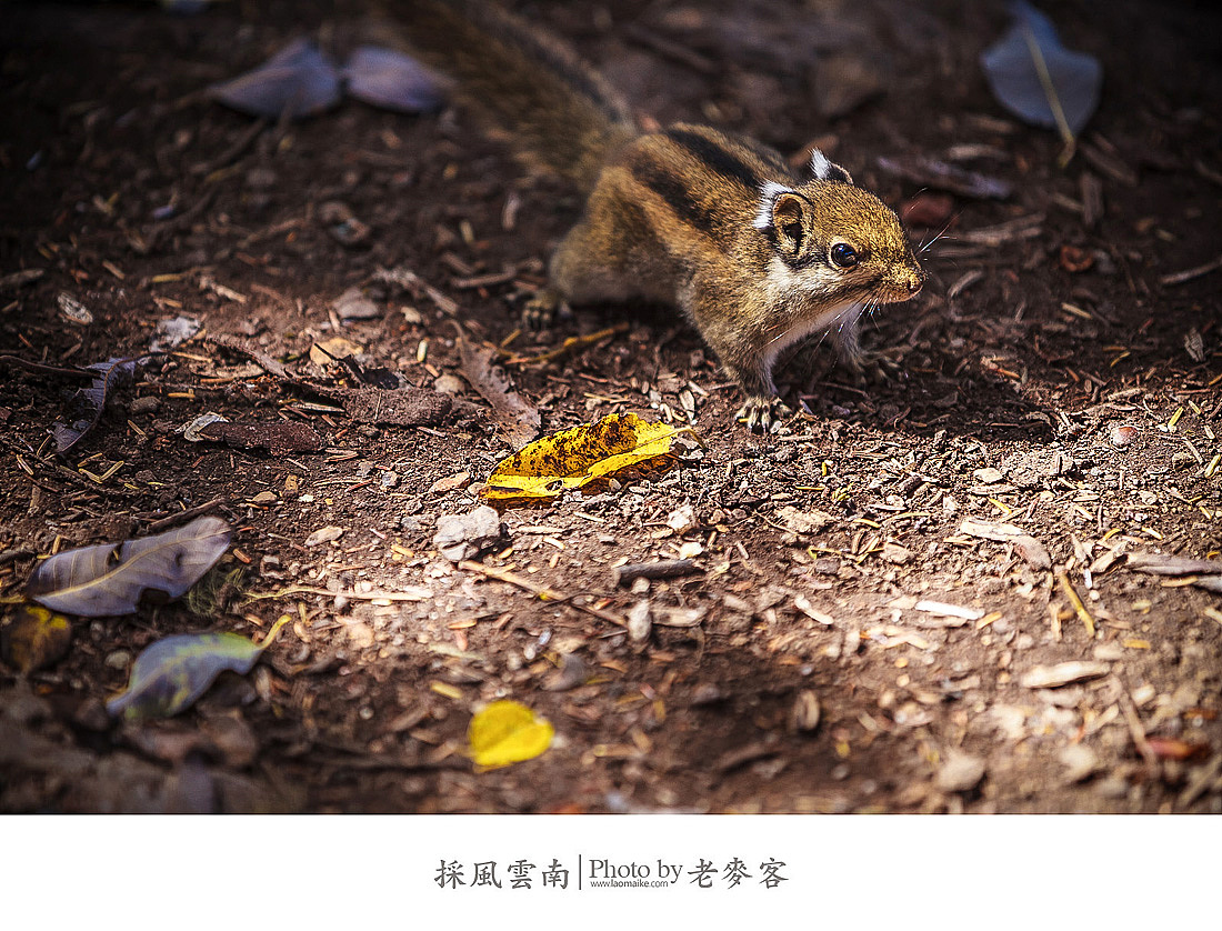 2013,我曾在云南……(图ZMTM1NjkwODQ=) - 风光摄影 - 站酷设计师laomaike原创素材 - 站酷ZCOOL