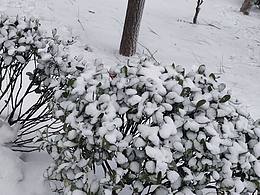 东北的大雪🌨️