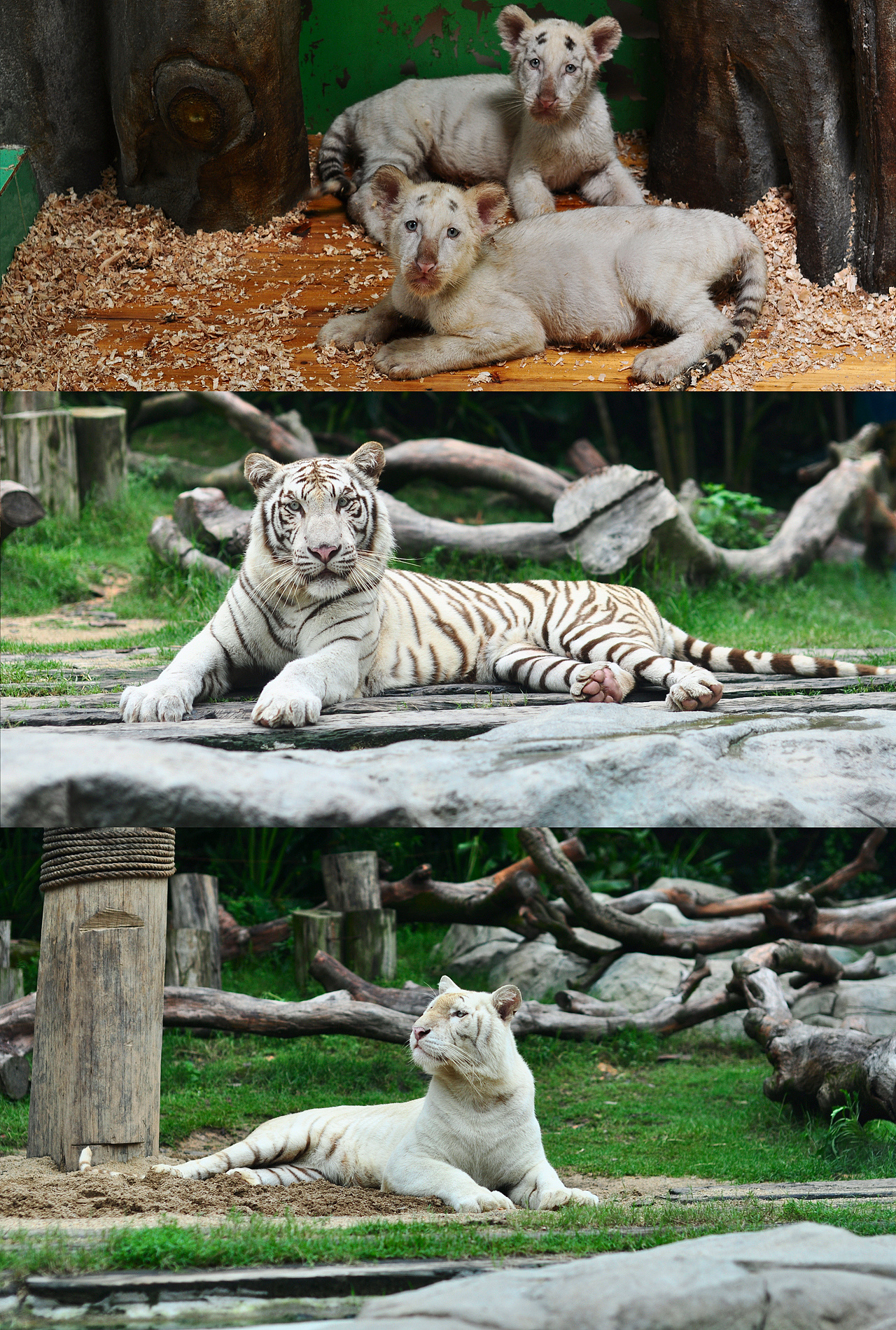 广州长隆野生动物园