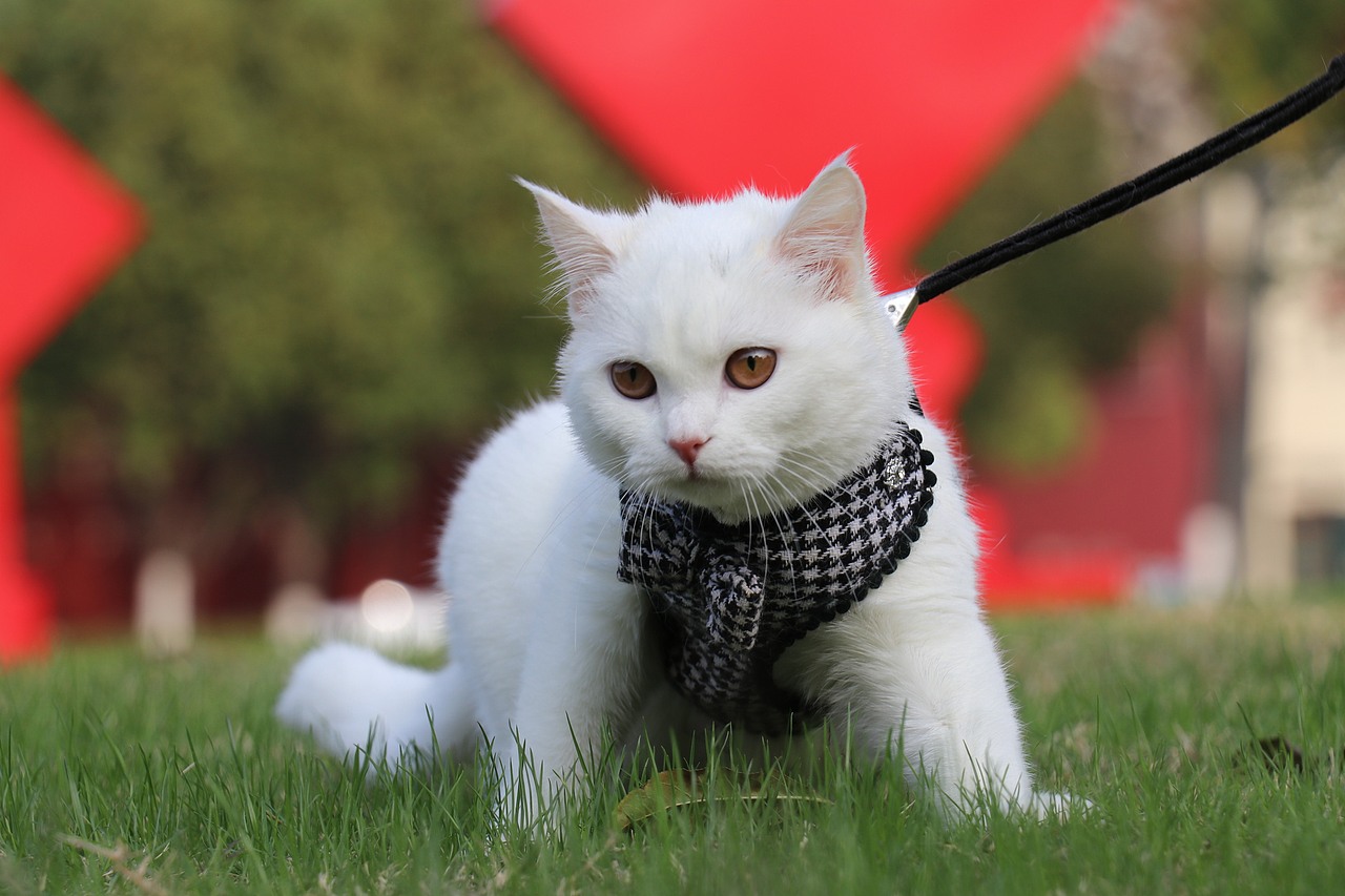 纯白色 英国短毛猫 眼睛橙色猫毛纯白色 白色英短