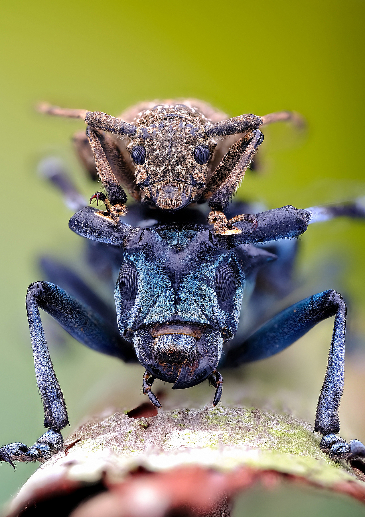 豪华太空舱-瓜哥堆叠微距摄影（图ZMjQxNDYzMDA0） - 风光摄影 - 站酷设计师瓜哥微距摄影原创素材 - 站酷ZCOOL