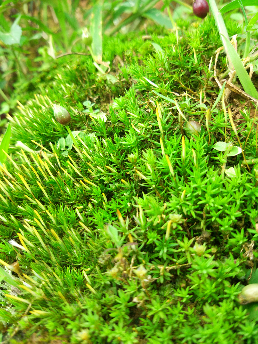 在多雨的夏天,云南普洱大山上随处可见这些绿色的小东西