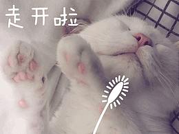 喵~~~