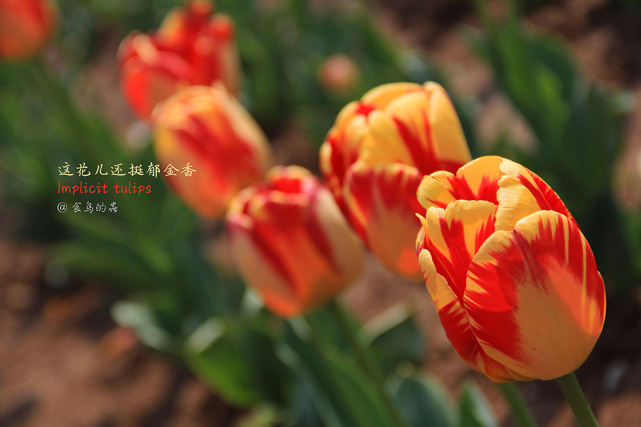 哟!这些意外的花儿……