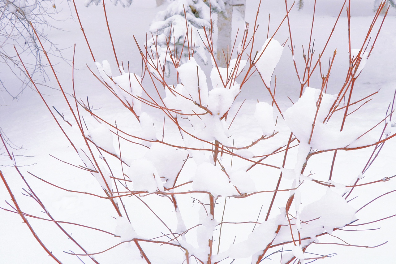 东北的第一场雪，好大。（图ZMjc3NDc2ODQ4） - 风光摄影 - 站酷设计师赵彦夫原创素材 - 站酷ZCOOL