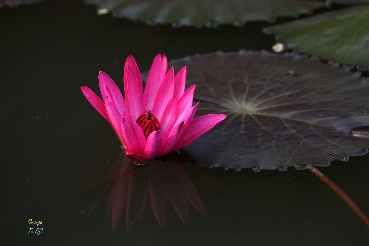 荷（图ZOTExOTE3NjQ=） - 风光摄影 - 站酷设计师吾翰世原创素材 - 站酷ZCOOL