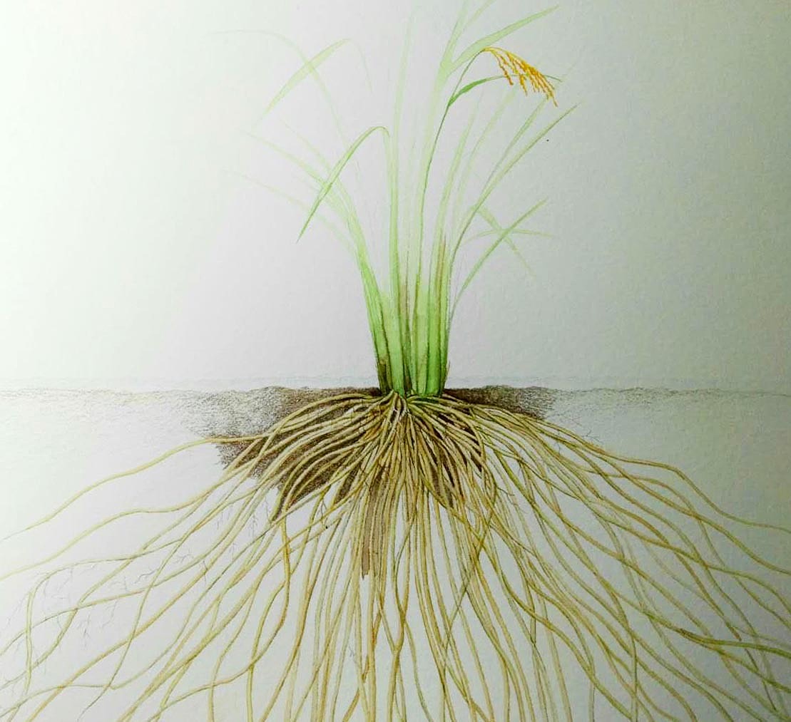 土壤植物的根素材-土壤植物的根图片素材下载-觅知网
