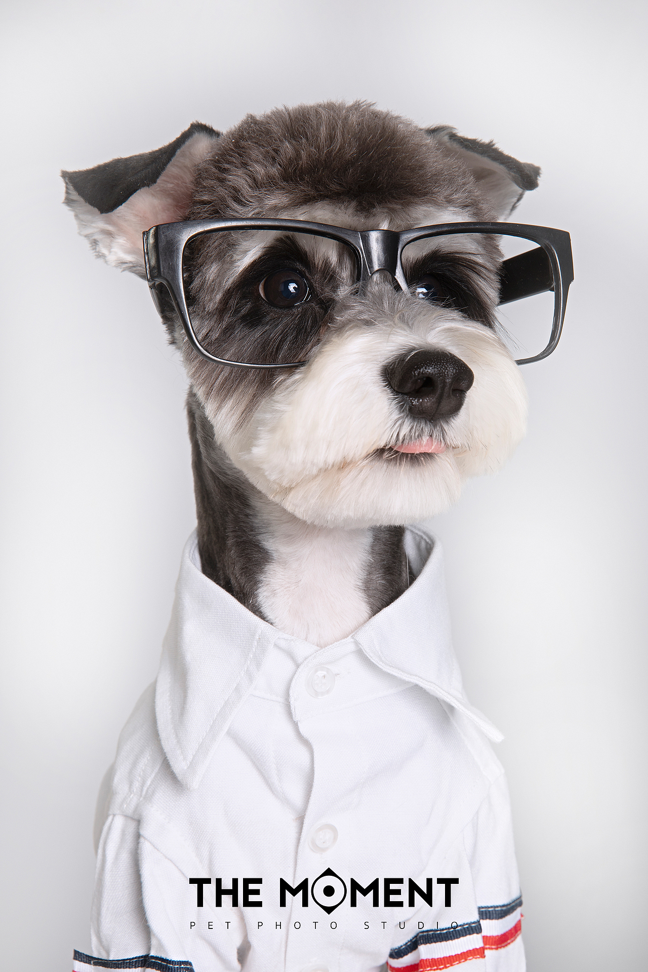 宠物摄影 萌宠造型秀