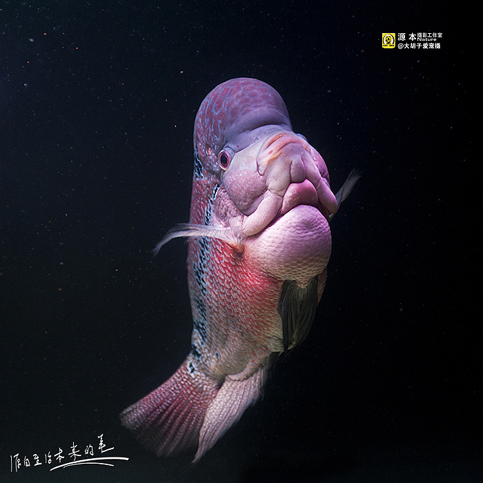罗汉（图ZMTA1OTAwMzY=） - 宠物摄影 - 站酷设计师naturephoto原创素材 - 站酷ZCOOL