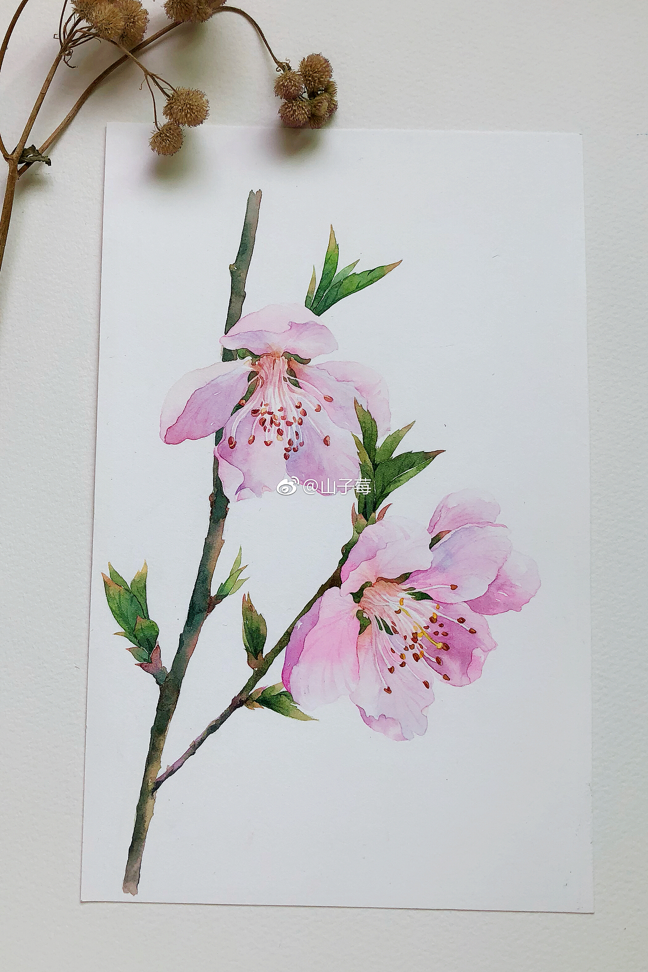 一组水彩手绘 桃花（图ZMTUxNjYyMTI0） - 绘画 - 站酷设计师山子莓原创素材 - 站酷ZCOOL