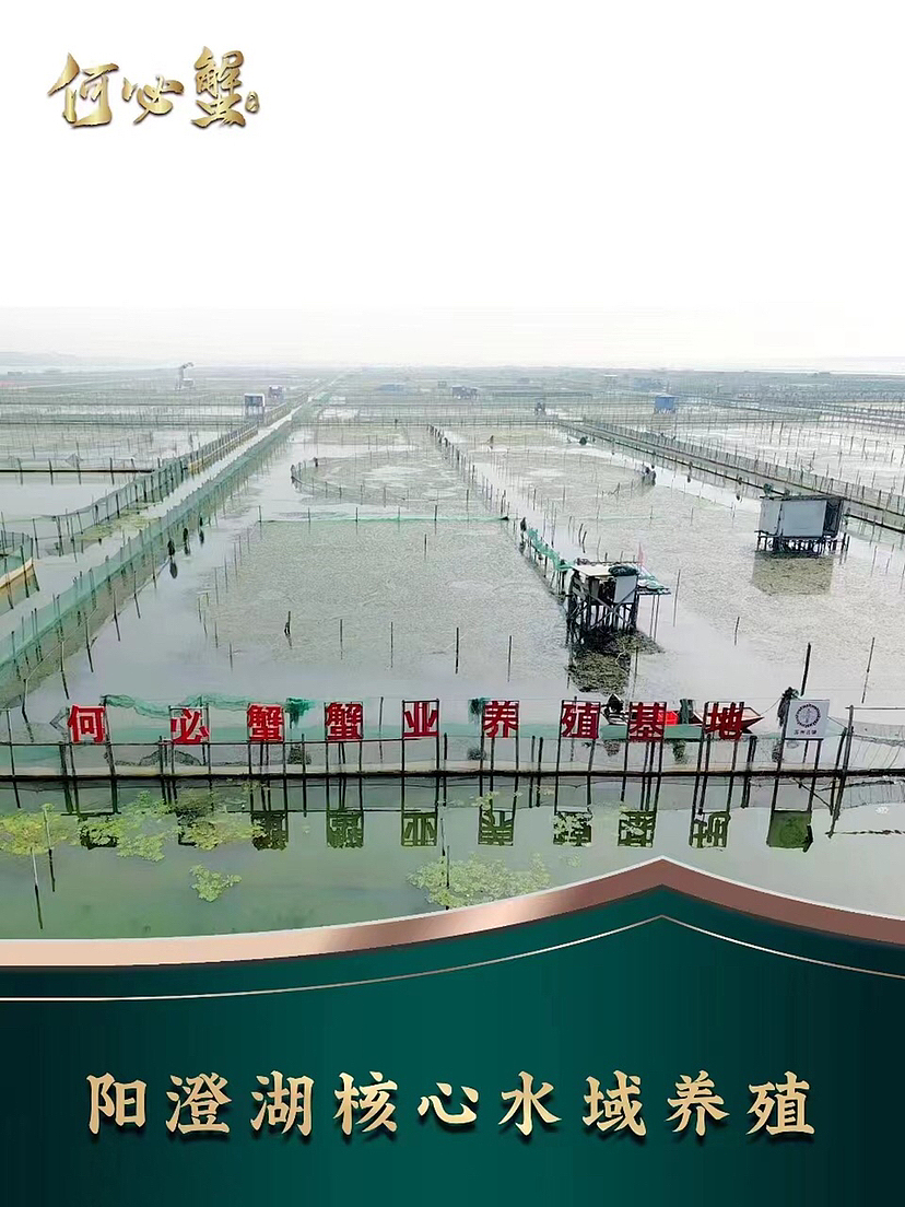 陽澄湖大閘蟹（圖ZMzQ5NTE2OTQ0） - 品牌 - 站酷設(shè)計師文小汐原創(chuàng)素材 - 站酷ZCOOL