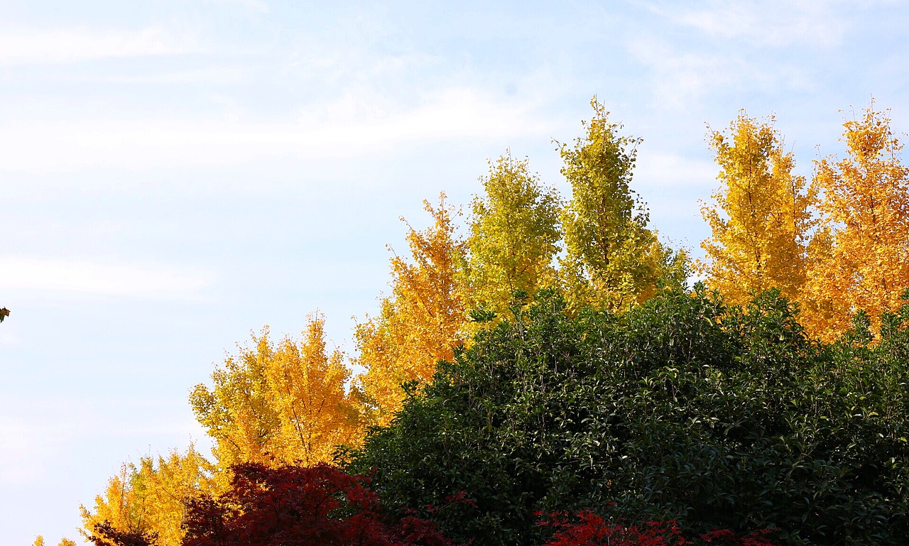 一叶知秋（图ZMTE3NTAyNzE2） - 风光摄影 - 站酷设计师苦瓜白糖原创素材 - 站酷ZCOOL