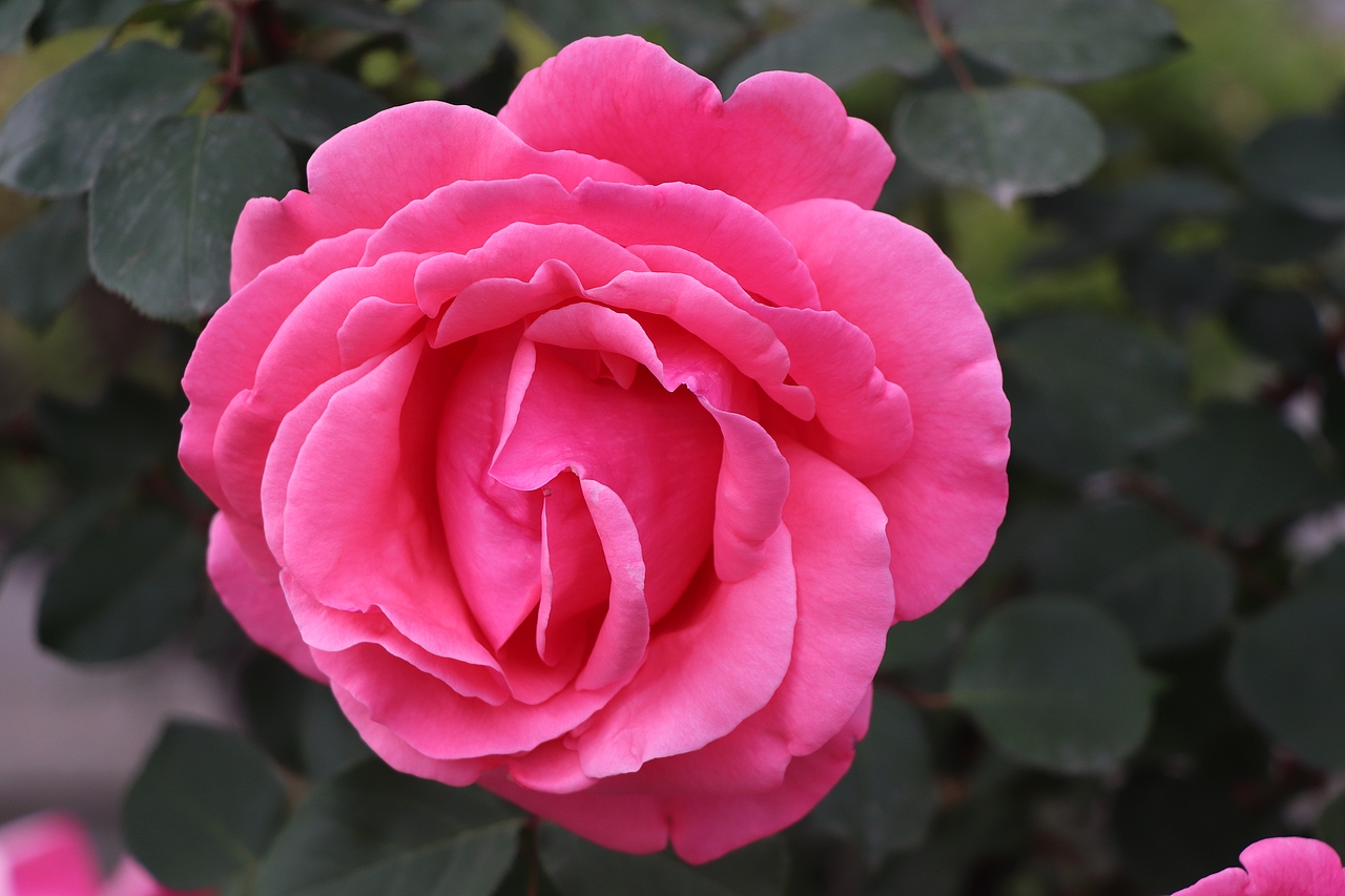 小动物的小小世界