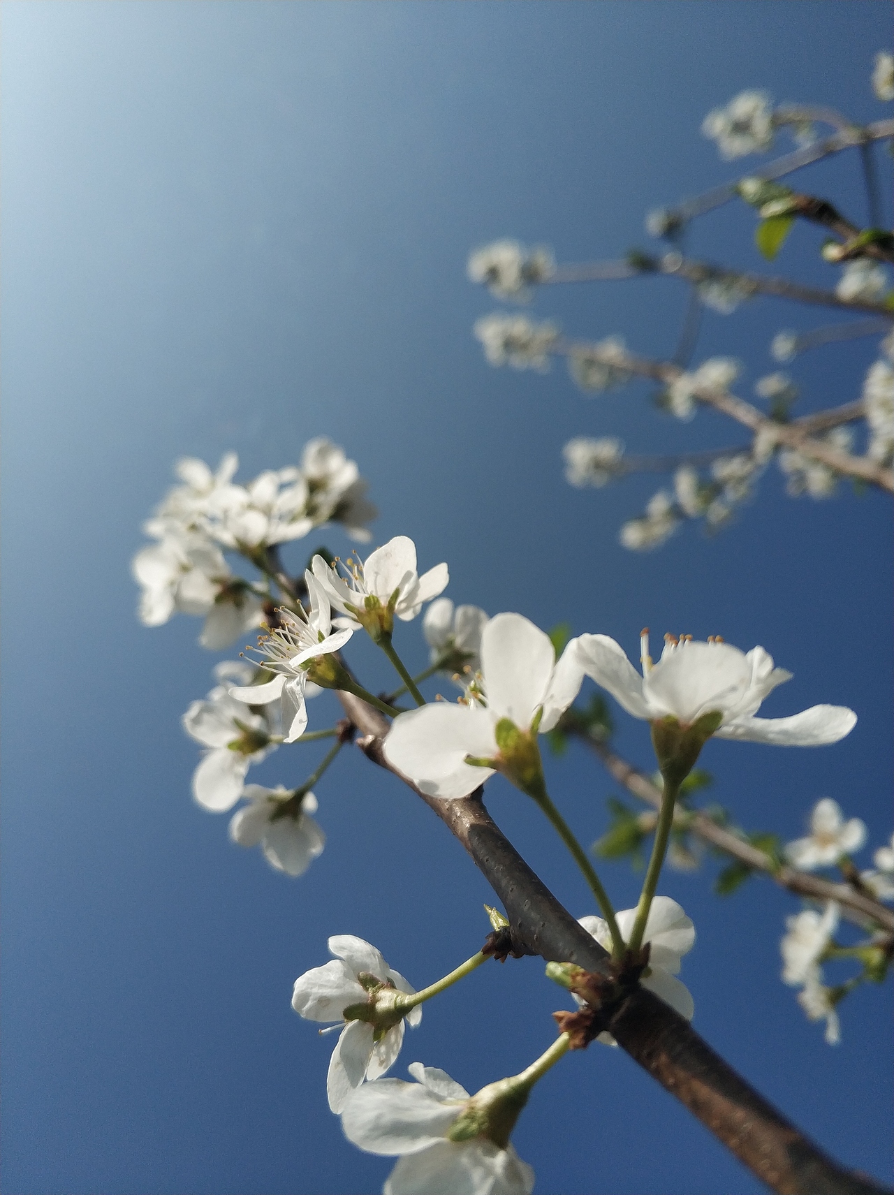 春，古月廴聿（图ZMTk4NTUwNjc2） - 风光摄影 - 站酷设计师古月廴聿原创素材 - 站酷ZCOOL