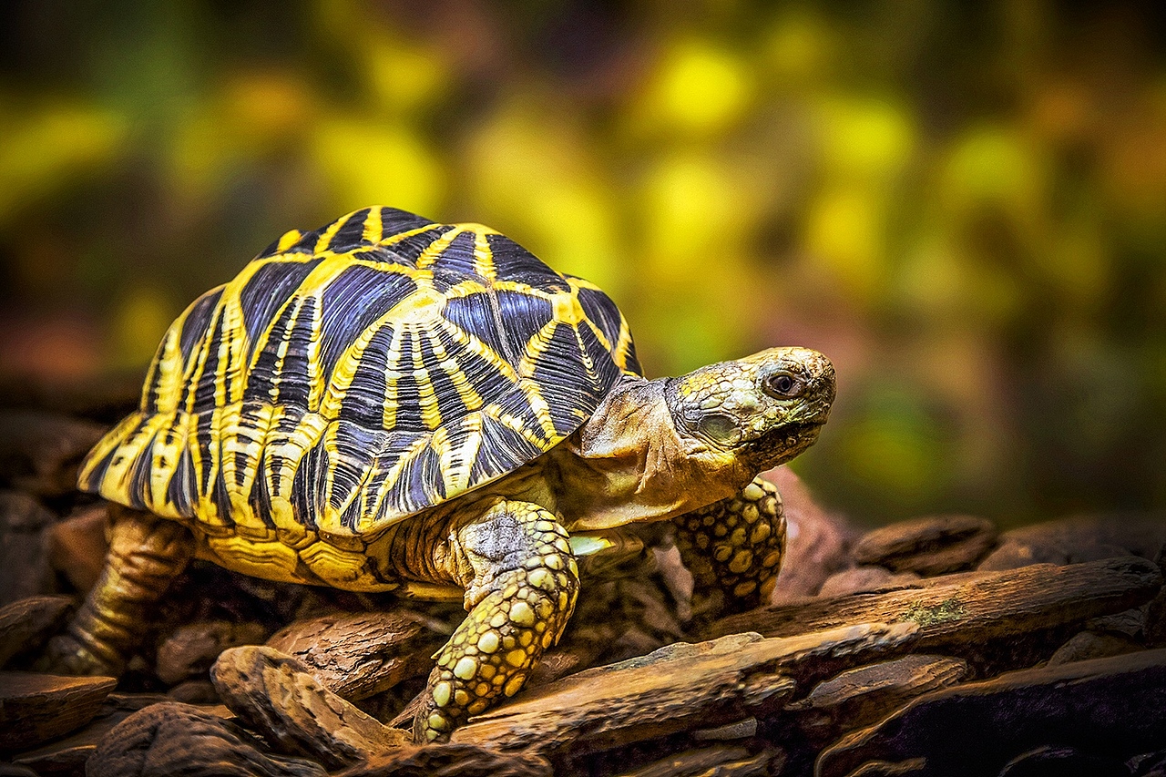 昆蟲館（圖ZNDMyMTYyMDA=） - 寵物攝影 - 站酷設計師克里空原創(chuàng)素材 - 站酷ZCOOL