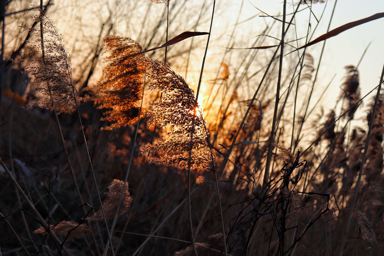 芦苇微微芦苇荡漾