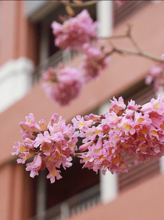 不愧是花城!广州浪漫花海又上新啦