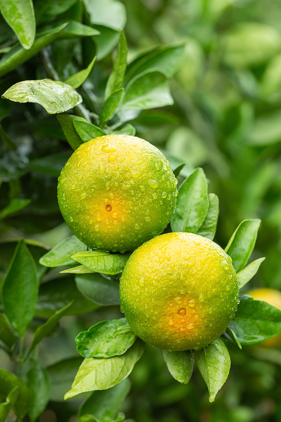 一组简单的柑橘照片