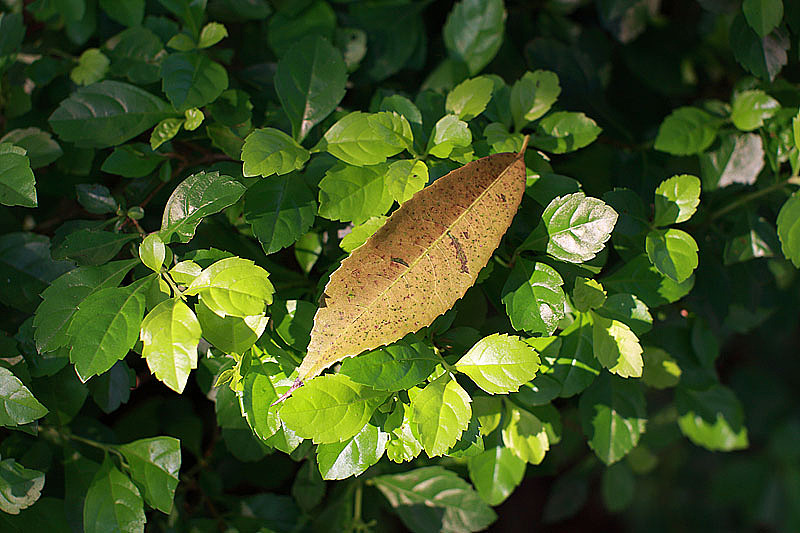 晨运发现的树叶