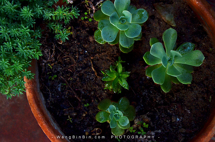 落日辉映下的月季花开