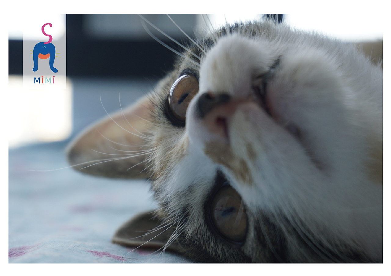 MIMI猫咪零食包装（图ZMjAwODAyNzky） - 包装 - 站酷设计师AmyCAi的猫原创素材 - 站酷ZCOOL