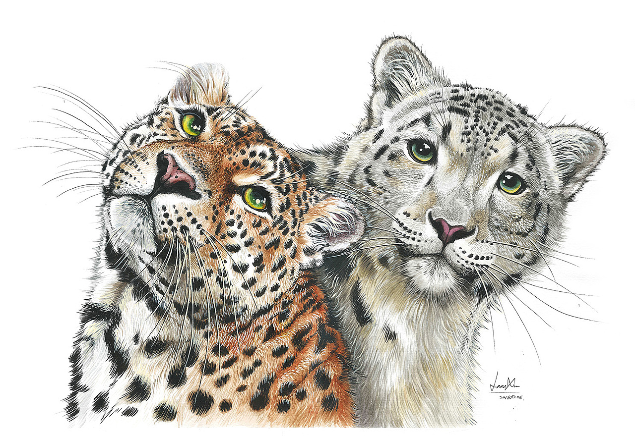 许宁动物水彩 野生大猫们