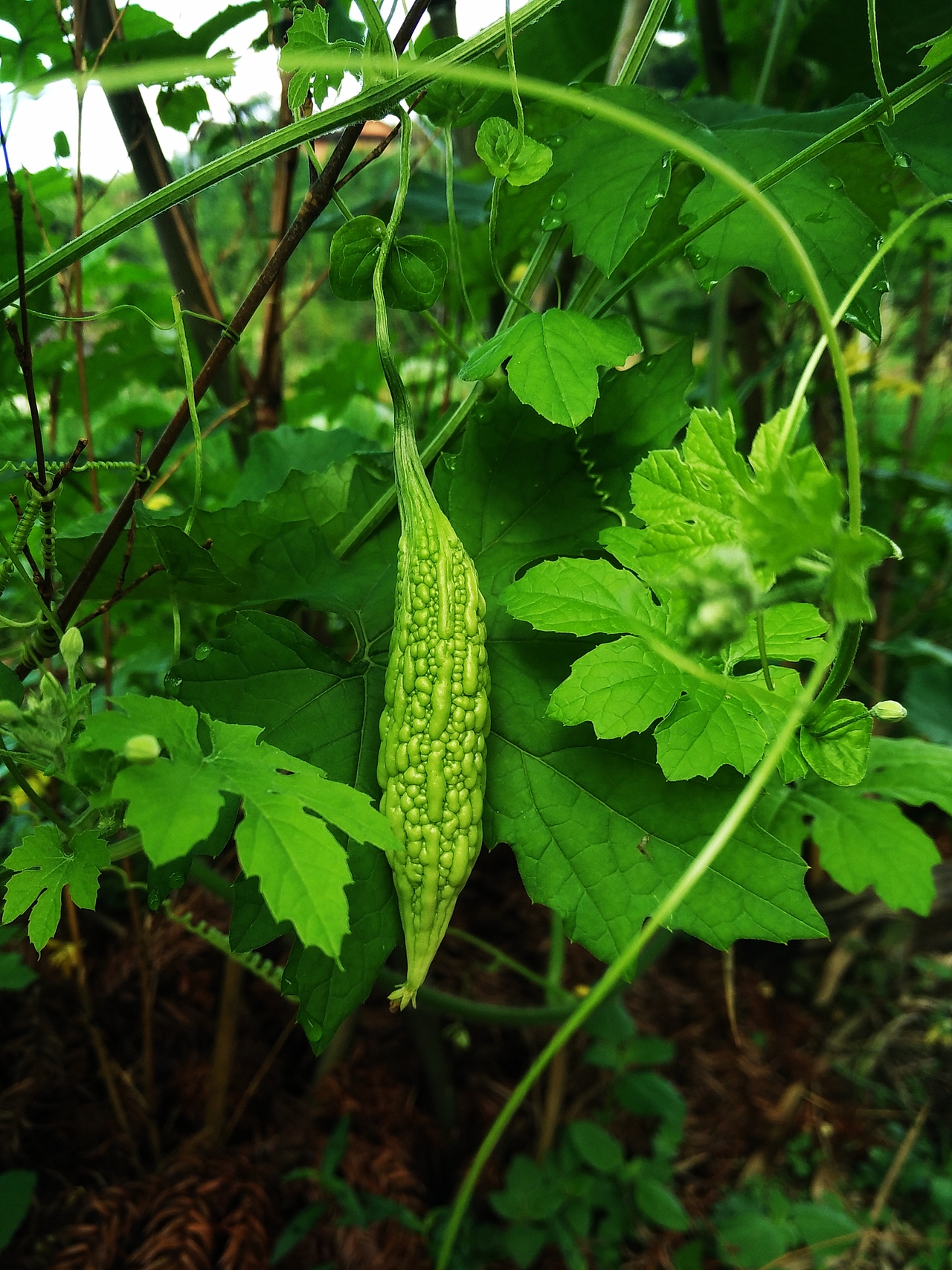 【吾言】端午随拍（图ZNTExODk3NjA=） - 风光摄影 - 站酷设计师FRXXRF原创素材 - 站酷ZCOOL