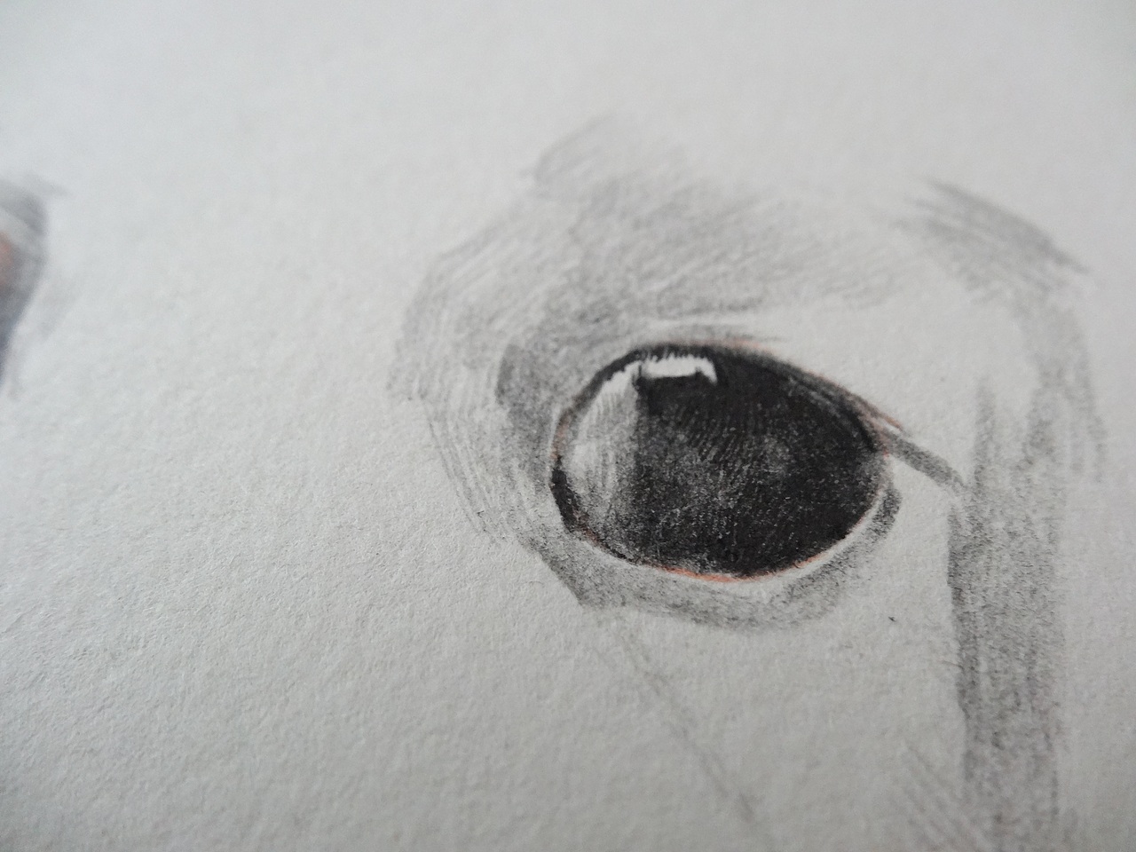 呆呆狗（彩鉛畫(huà)）（圖ZMTY4ODk0Mjg=） - 創(chuàng)作習(xí)作 - 站酷設(shè)計(jì)師許歡原創(chuàng)素材 - 站酷ZCOOL