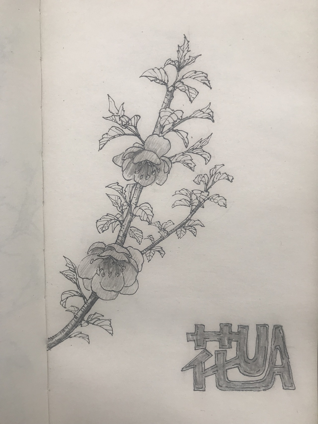 最近的一些速写