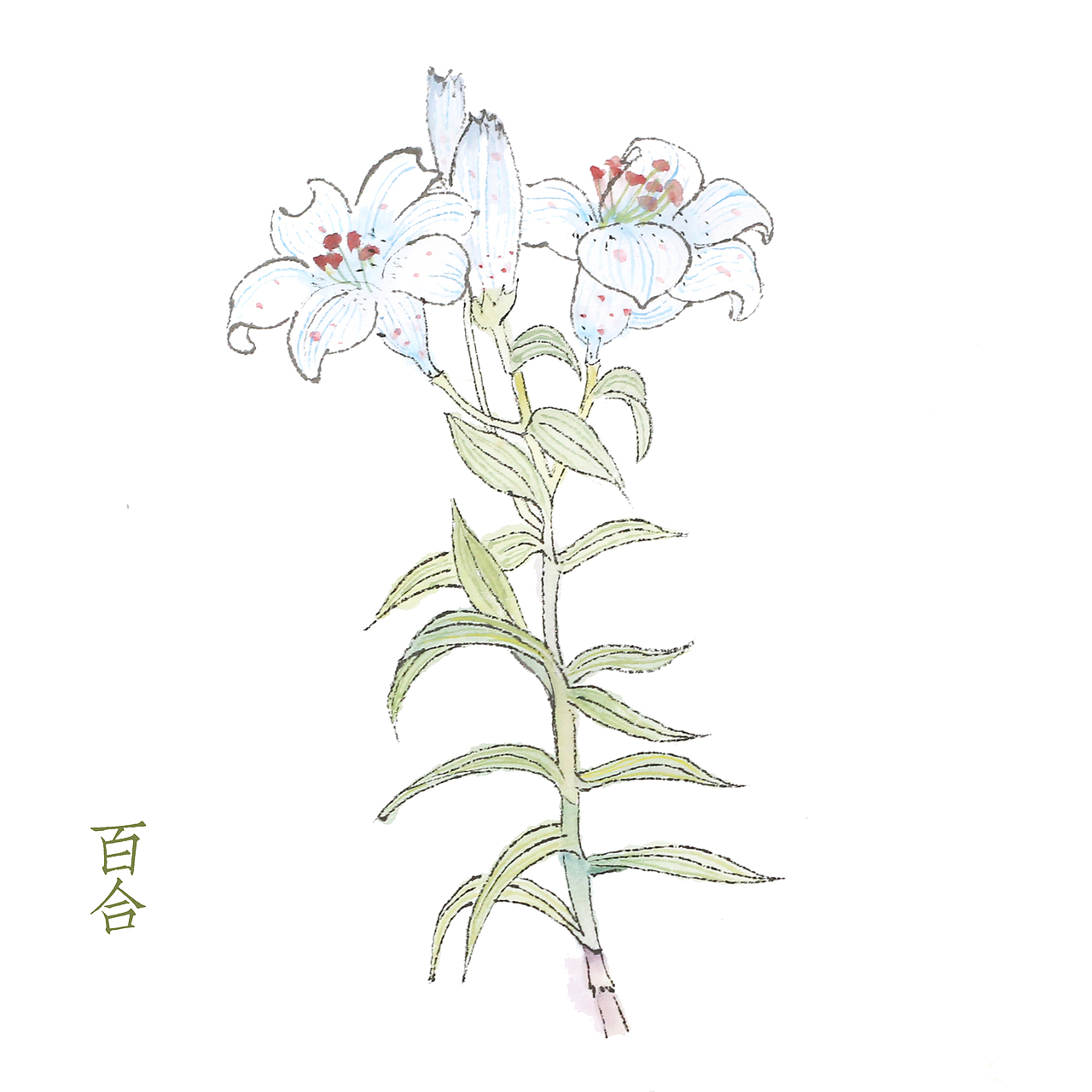 草本植物绘画