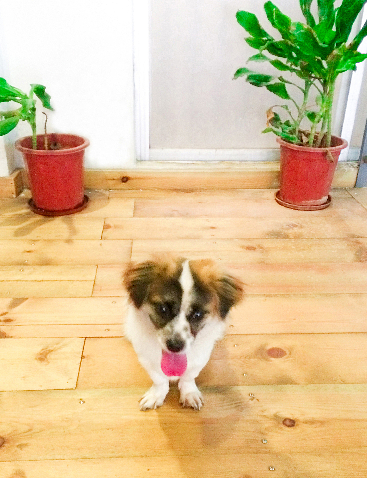 你从花里来我从花里去