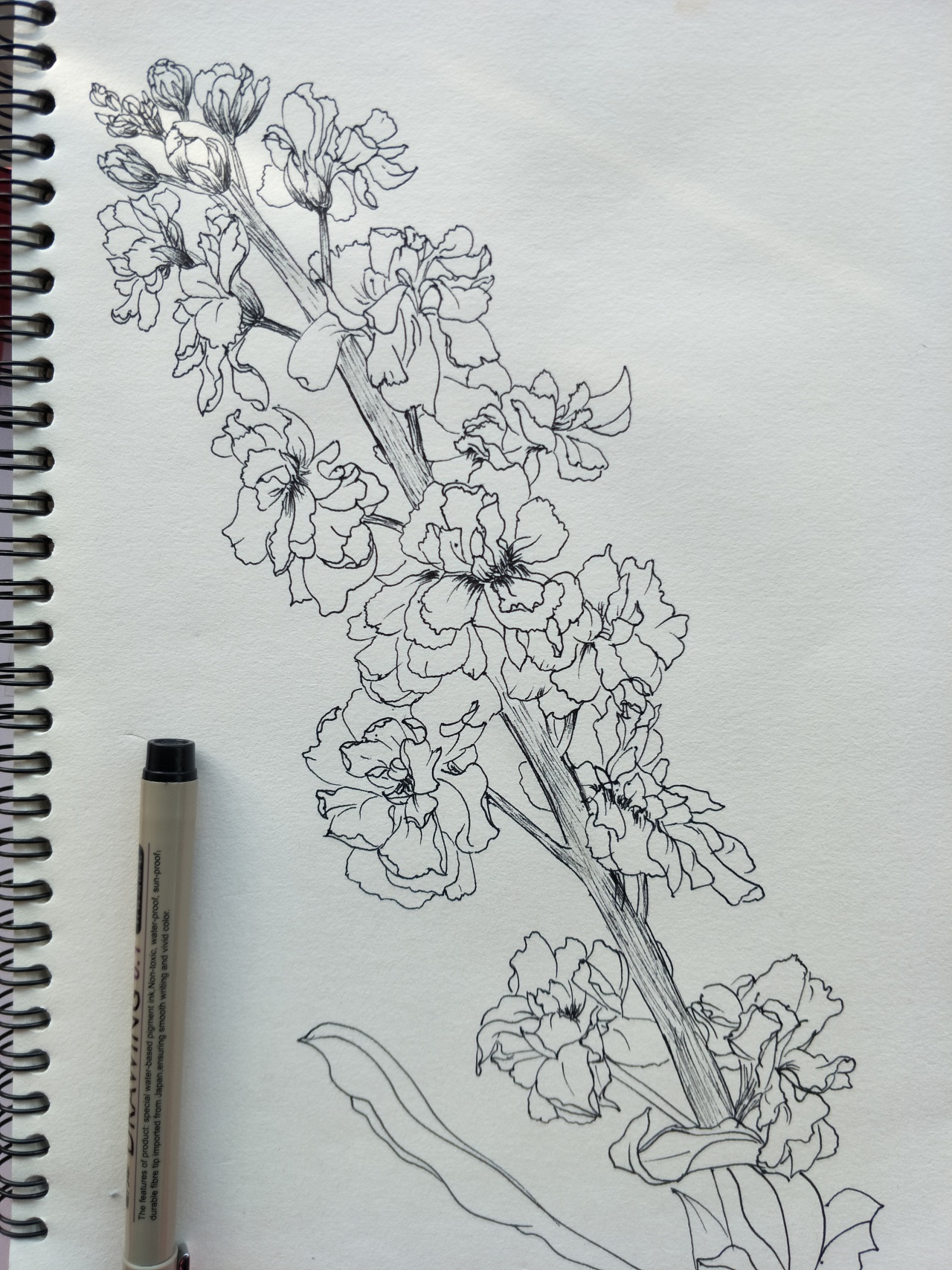紫罗兰花画法图片