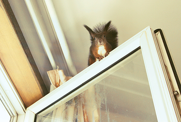 HI~我是爆乳飞（图ZMTc5MzExMg==） - 宠物摄影 - 站酷设计师pinkmana原创素材 - 站酷ZCOOL