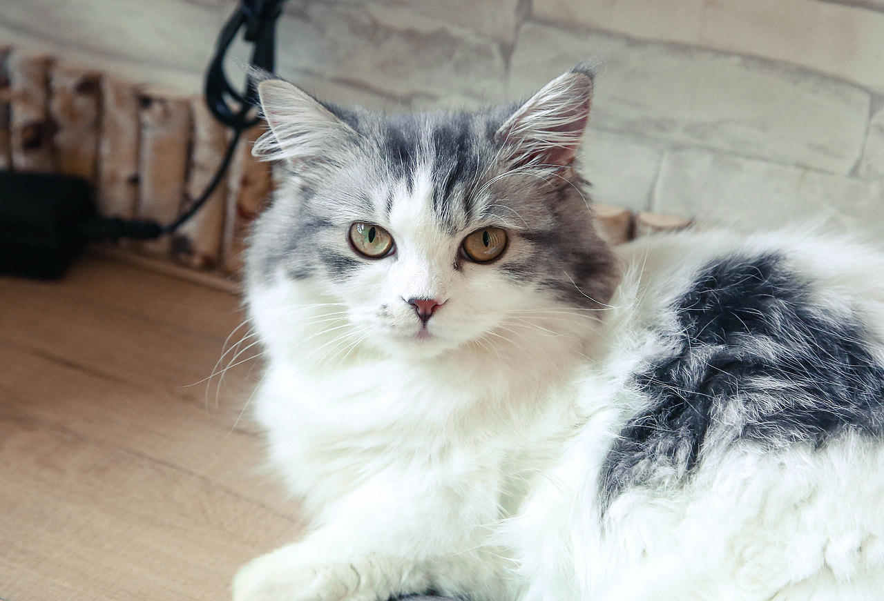 去貓咖玩的時候，隨手拍的。（圖ZMTY5ODA1NTM2） - 寵物攝影 - 站酷設(shè)計師瓜子味的土豆原創(chuàng)素材 - 站酷ZCOOL